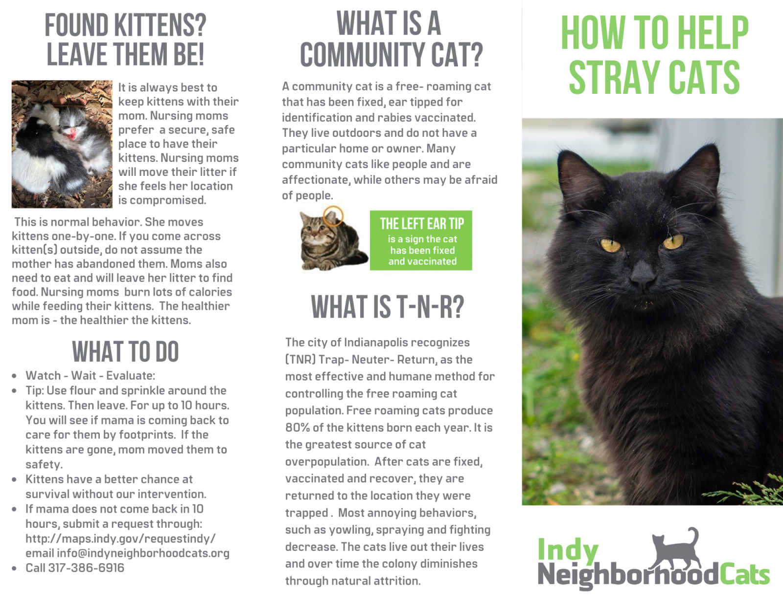 How to help stray cats in your neighborhood – Indy Neighborhood Cats